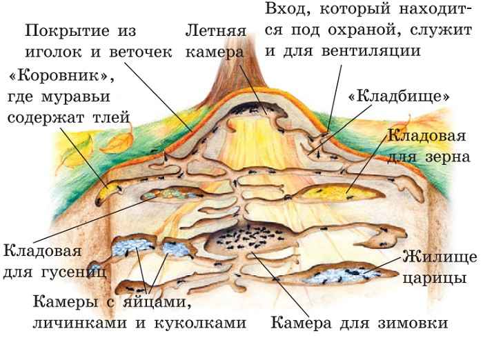 На фото описано строение муравейника